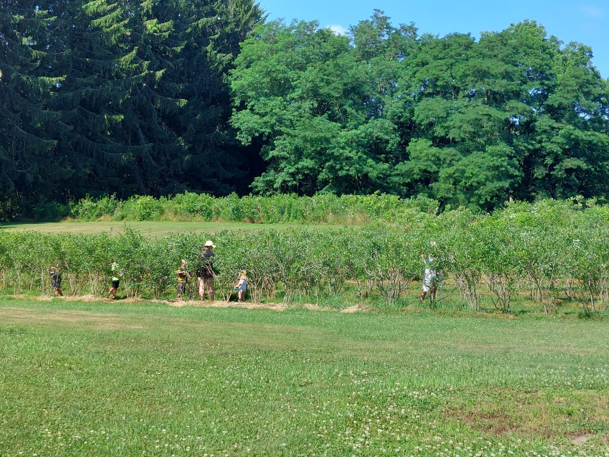 BlueByYou berries are&nbsp;ready!
