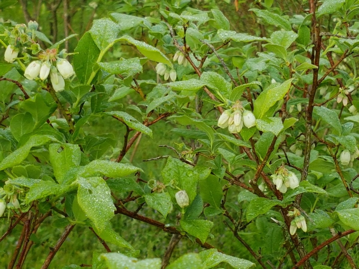 After spring showers come May&nbsp;flowers